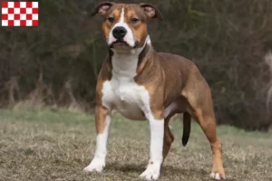 Mehr über den Artikel erfahren American Staffordshire Terrier Züchter und Welpen in Nordbrabant