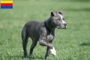 Mehr über den Artikel erfahren American Staffordshire Terrier Züchter und Welpen in Nordholland