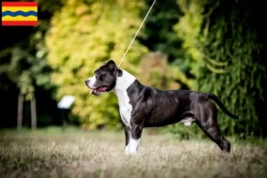 Mehr über den Artikel erfahren American Staffordshire Terrier Züchter und Welpen in Overijssel