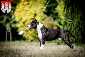 Mehr über den Artikel erfahren American Staffordshire Terrier Züchter und Welpen in Salzburg