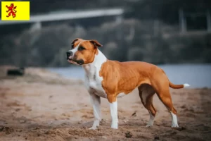 Mehr über den Artikel erfahren American Staffordshire Terrier Züchter und Welpen in Südholland