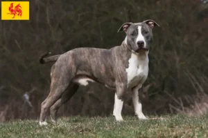 Mehr über den Artikel erfahren American Staffordshire Terrier Züchter und Welpen in Wallonische Region