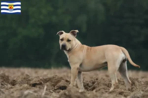 Mehr über den Artikel erfahren American Staffordshire Terrier Züchter und Welpen in Zeeland