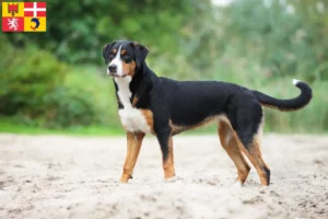 Mehr über den Artikel erfahren Appenzeller Sennenhund Züchter und Welpen in Auvergne-Rhône-Alpes