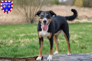 Mehr über den Artikel erfahren Appenzeller Sennenhund Züchter und Welpen in Centre-Val de Loire