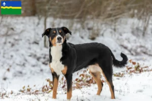 Mehr über den Artikel erfahren Appenzeller Sennenhund Züchter und Welpen in Flevoland