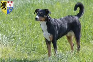 Mehr über den Artikel erfahren Appenzeller Sennenhund Züchter und Welpen in Hauts-de-France