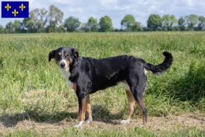 Mehr über den Artikel erfahren Appenzeller Sennenhund Züchter und Welpen in Île-de-France