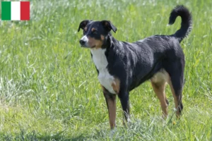 Mehr über den Artikel erfahren Appenzeller Sennenhund Züchter und Welpen in Italien
