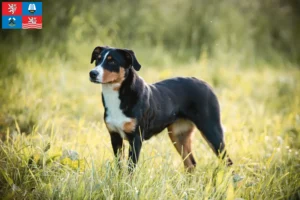 Mehr über den Artikel erfahren Appenzeller Sennenhund Züchter und Welpen in Karlsbad