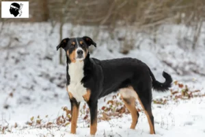 Mehr über den Artikel erfahren Appenzeller Sennenhund Züchter und Welpen auf Korsika