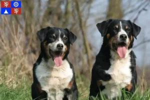 Mehr über den Artikel erfahren Appenzeller Sennenhund Züchter und Welpen in Liberec