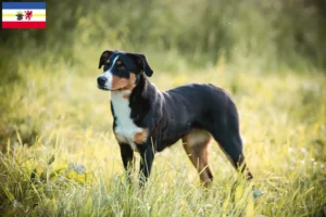 Mehr über den Artikel erfahren Appenzeller Sennenhund Züchter und Welpen in Mecklenburg-Vorpommern
