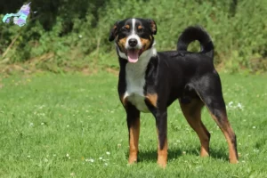 Mehr über den Artikel erfahren Appenzeller Sennenhund Züchter und Welpen in Nordjylland