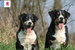 Mehr über den Artikel erfahren Appenzeller Sennenhund Züchter und Welpen in Nouvelle-Aquitaine
