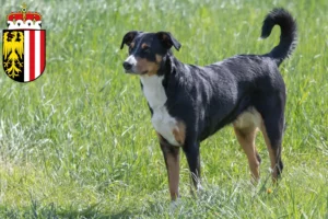 Mehr über den Artikel erfahren Appenzeller Sennenhund Züchter und Welpen in Oberösterreich
