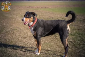 Mehr über den Artikel erfahren Appenzeller Sennenhund Züchter und Welpen in Prag