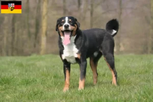 Mehr über den Artikel erfahren Appenzeller Sennenhund Züchter und Welpen im Saarland