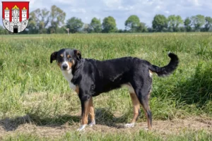 Mehr über den Artikel erfahren Appenzeller Sennenhund Züchter und Welpen in Salzburg