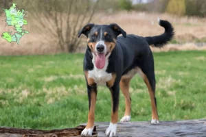 Mehr über den Artikel erfahren Appenzeller Sennenhund Züchter und Welpen in Sjælland