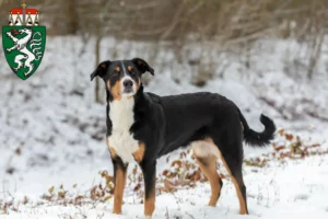 Mehr über den Artikel erfahren Appenzeller Sennenhund Züchter und Welpen in der Steiermark