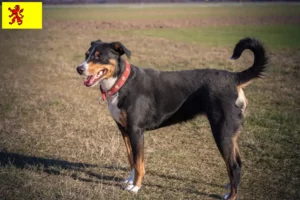 Mehr über den Artikel erfahren Appenzeller Sennenhund Züchter und Welpen in Südholland