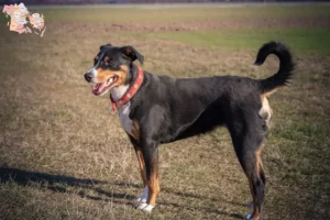 Mehr über den Artikel erfahren Appenzeller Sennenhund Züchter und Welpen in Syddanmark