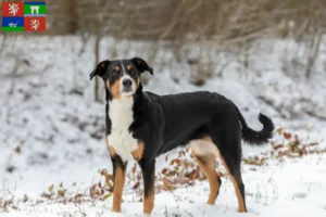 Mehr über den Artikel erfahren Appenzeller Sennenhund Züchter und Welpen in Ústí