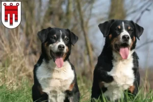 Mehr über den Artikel erfahren Appenzeller Sennenhund Züchter und Welpen in Vorarlberg