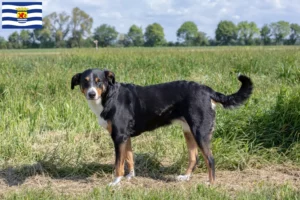 Mehr über den Artikel erfahren Appenzeller Sennenhund Züchter und Welpen in Zeeland