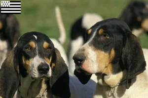 Mehr über den Artikel erfahren Ariégeois Züchter und Welpen in der Bretagne