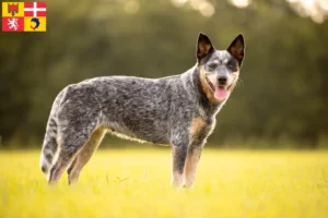 Mehr über den Artikel erfahren Australian Cattle Dog Züchter und Welpen in Auvergne-Rhône-Alpes