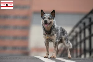 Mehr über den Artikel erfahren Australian Cattle Dog Züchter und Welpen in Drenthe