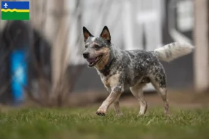 Mehr über den Artikel erfahren Australian Cattle Dog Züchter und Welpen in Flevoland