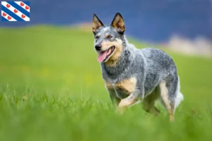 Mehr über den Artikel erfahren Australian Cattle Dog Züchter und Welpen in Friesland