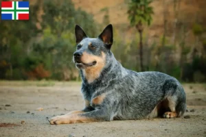 Mehr über den Artikel erfahren Australian Cattle Dog Züchter und Welpen in Groningen