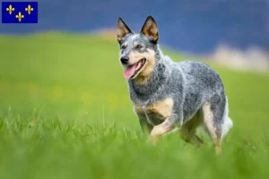 Mehr über den Artikel erfahren Australian Cattle Dog Züchter und Welpen in Île-de-France