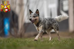 Mehr über den Artikel erfahren Australian Cattle Dog Züchter und Welpen in Kärnten