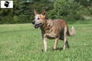 Mehr über den Artikel erfahren Australian Cattle Dog Züchter und Welpen auf Korsika