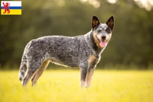 Mehr über den Artikel erfahren Australian Cattle Dog Züchter und Welpen in Limburg