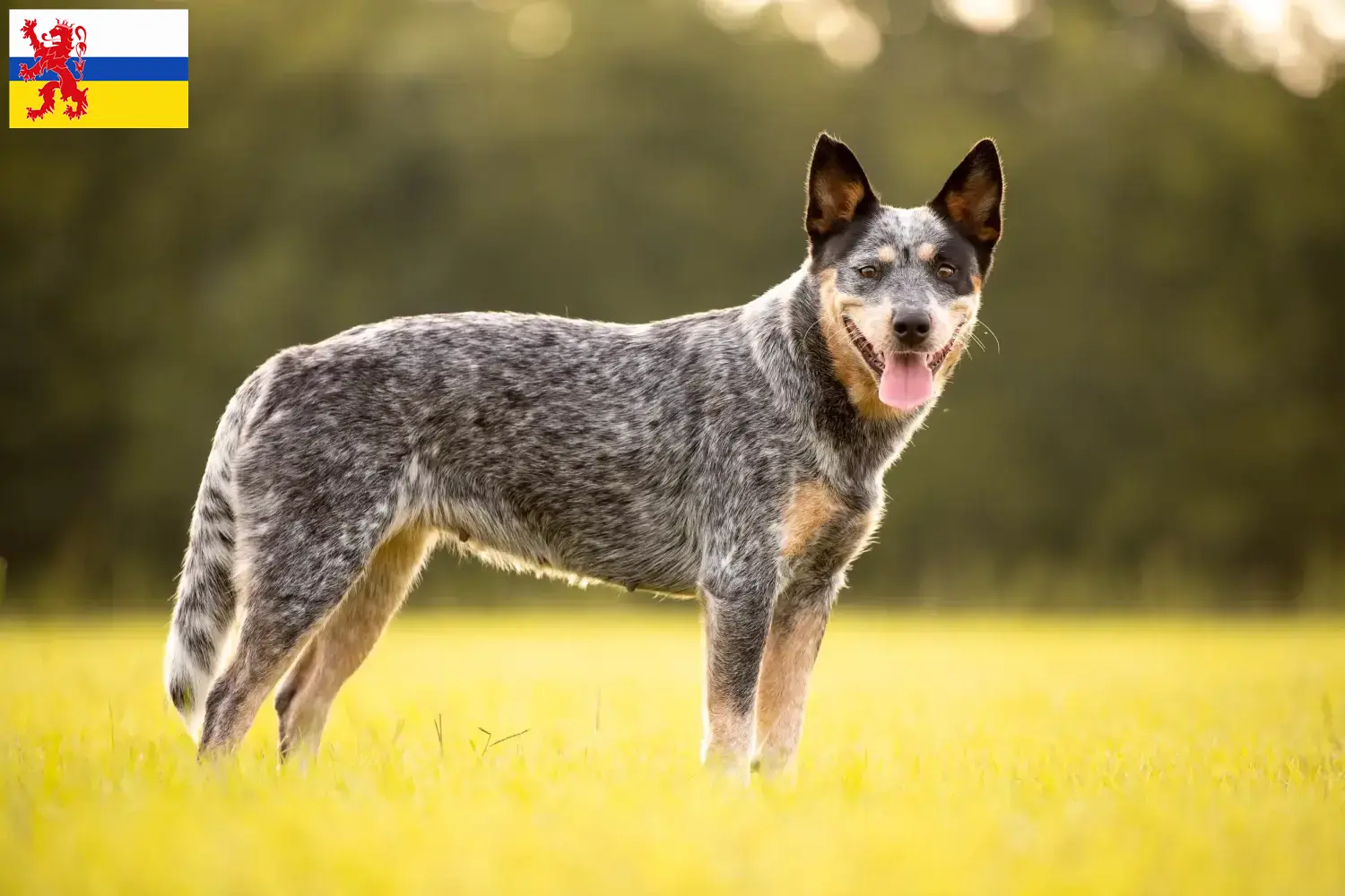 Australian Cattle Dog Züchter und Welpen in Limburg - DogWeb.de