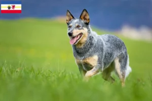 Mehr über den Artikel erfahren Australian Cattle Dog Züchter und Welpen in Mecklenburg-Vorpommern