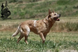 Mehr über den Artikel erfahren Australian Cattle Dog Züchter und Welpen in Neukaledonien