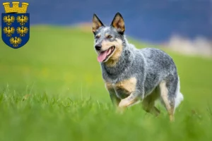 Mehr über den Artikel erfahren Australian Cattle Dog Züchter und Welpen in Niederösterreich