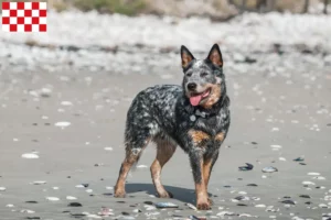 Mehr über den Artikel erfahren Australian Cattle Dog Züchter und Welpen in Nordbrabant