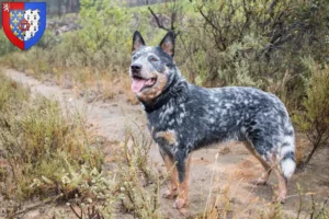 Mehr über den Artikel erfahren Australian Cattle Dog Züchter und Welpen in Pays de la Loire