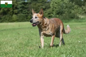 Mehr über den Artikel erfahren Australian Cattle Dog Züchter und Welpen in Sachsen