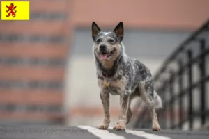 Mehr über den Artikel erfahren Australian Cattle Dog Züchter und Welpen in Südholland