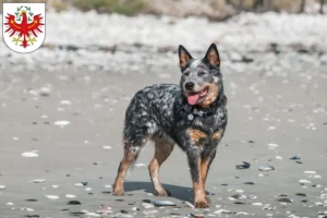 Mehr über den Artikel erfahren Australian Cattle Dog Züchter und Welpen in Tirol