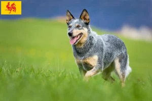 Mehr über den Artikel erfahren Australian Cattle Dog Züchter und Welpen in Wallonische Region